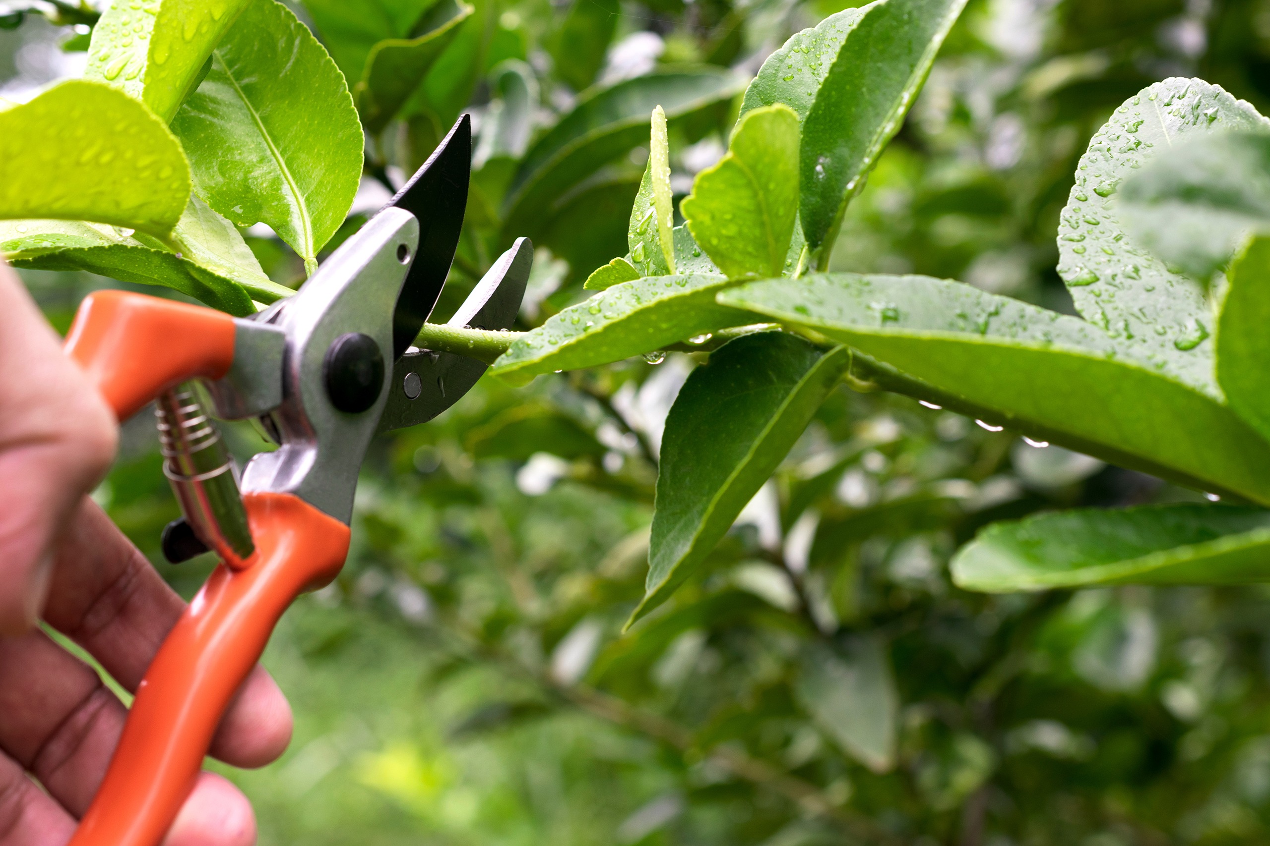 Emploi de paysagiste en Saône et Loire : offres | Perret Paysage