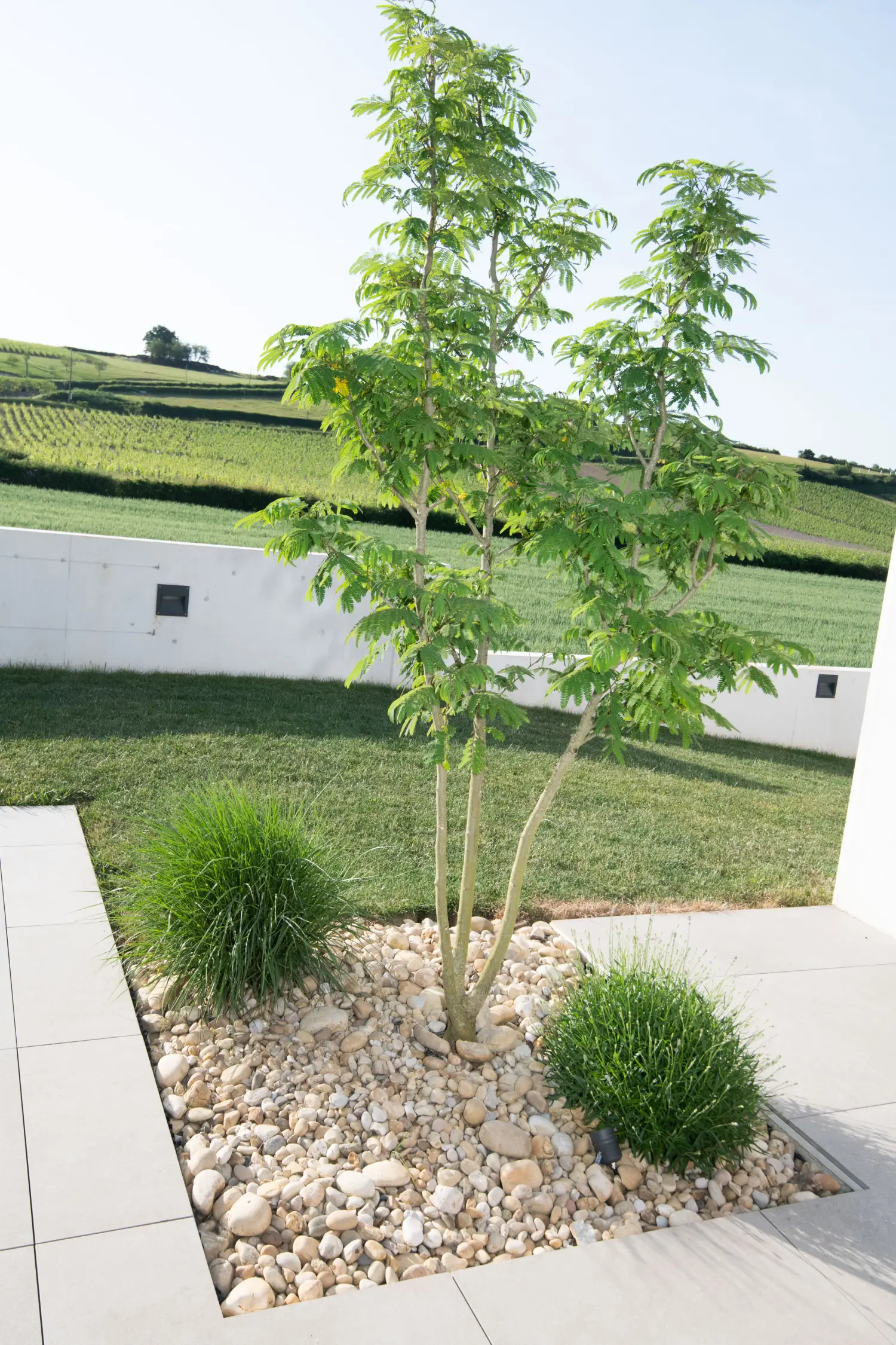 Massif de galets planté d'un arbre ornemental avec vue sur le vignoble — Mâcon, Saône-et-Loire — Perret Paysage & Piscine
